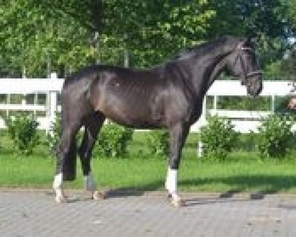dressage horse Finley 103 (Hanoverian, 2014, from Foundation 2)