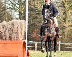 Springpferd Tullibards Mossis Last (Irish Sport Horse, 2014, von Festival du Lesme)