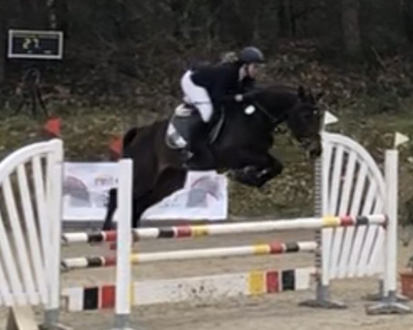 jumper Mon Coco Noir (Hanoverian, 2014, from Marius Claudius)