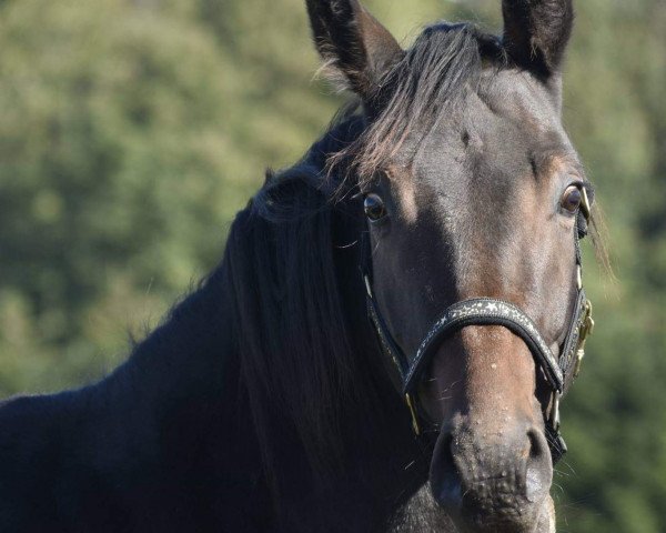 horse Daily Dream (Austrian Warmblood, 2016, from Daily Deal)