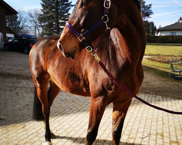 horse Don Bosco G (Westphalian, 2005, from Donnerlord)