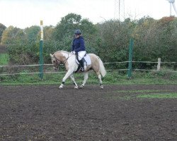 horse Little Joe (German Riding Pony, 2004)