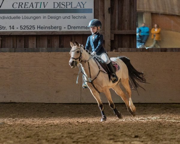 Dressurpferd Vlagberg's Opaal (Welsh Pony (Sek.B), 2010)
