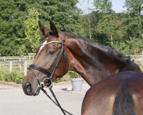 broodmare Darling Lou (Hanoverian, 2014, from Danciano) broodmare Darling Lou (Hanoverian, 2014, from Danciano)