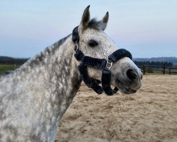Zuchtstute Derrylough Fancy Lady (Connemara-Pony, 2008, von Corrib Prince)