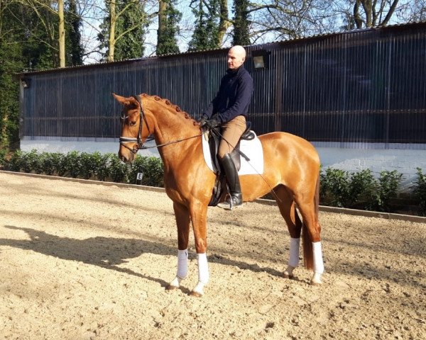 horse Wallach von Livaldon x Fürst Rousseau (Hanoverian, 2016, from Livaldon)