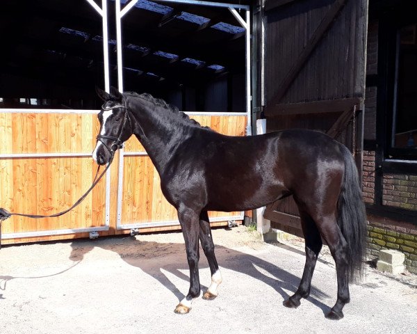 horse Bella (Hanoverian, 2016, from Bon Coeur)