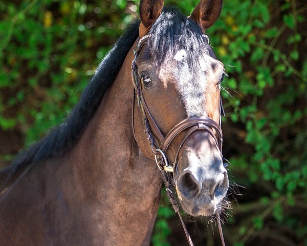 dressage horse Captain Swarovski (Oldenburg, 2014, from Chico's Boy)