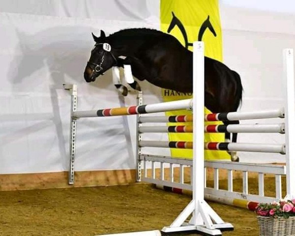 Caballo de salto Don't call me little (Caballo de Salto Oldenburgués, 2015, de Diarado)