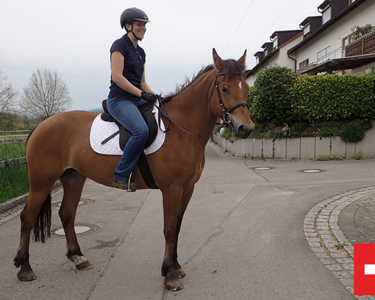 horse Stute von Calvaro x Cascadeur (Freiberger, 2013, from Calvaro CH)