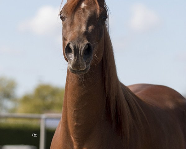 horse Stute von Shaikeel x Ibn Barrada (Arabian purebred, 2015, from Shaikeel EAO)
