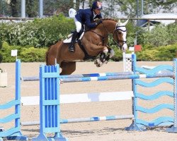 jumper Empire 175 (Hanoverian, 2002, from Escudo I)