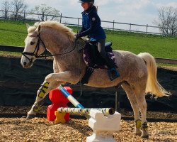 dressage horse Larino 77 (Pony without race description, 1991, from Liostro)
