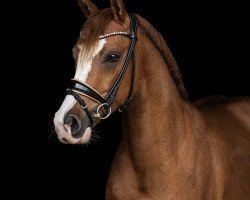 dressage horse Descarado (German Riding Pony, 2018, from Dreiklang AT NRW)