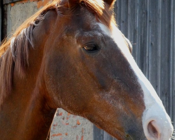 broodmare Dailys Pleasure (Hanoverian, 1996, from Davignon I)