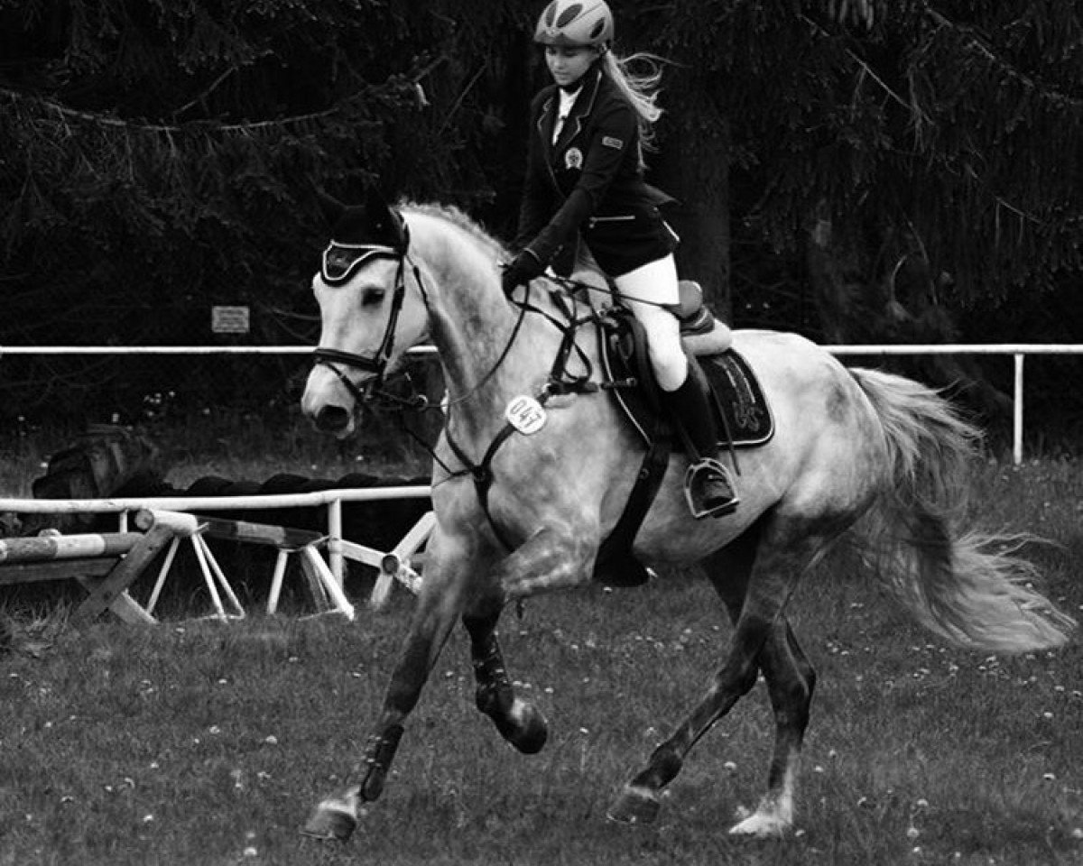 Springpferd Lesira 2 (Mecklenburger, 2010, von Leviscal)