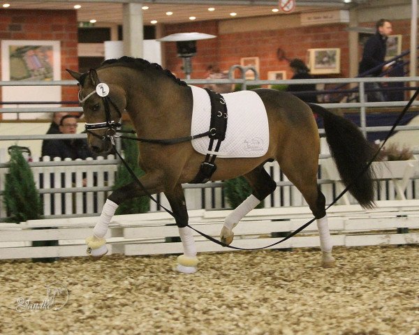 stallion Dance de Luxe (German Riding Pony, 2014, from Dance Star AT NRW)