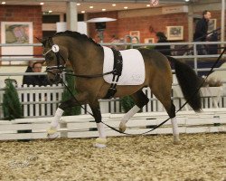 Deckhengst Dance de Luxe (Deutsches Reitpony, 2014, von Dance Star AT NRW)