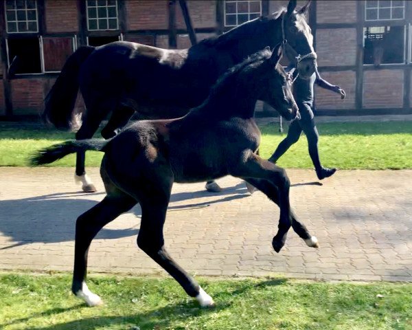 Pferd Caloubet ZD (Holsteiner, 2019, von Clarimo Ask)