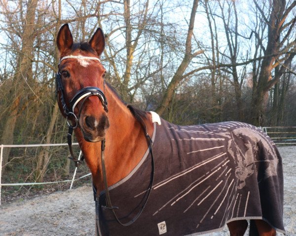 jumper Naimo Nando (German Warmblood, 2004, from Heidbergs Nancho Nova)