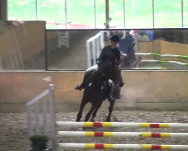 Reitturnier Ratingen-Volkardey 2016