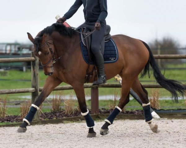 Springpferd Fort Lauderdale W (Trakehner, 2012, von Cornus)