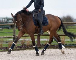 jumper Fort Lauderdale W (Trakehner, 2012, from Cornus)