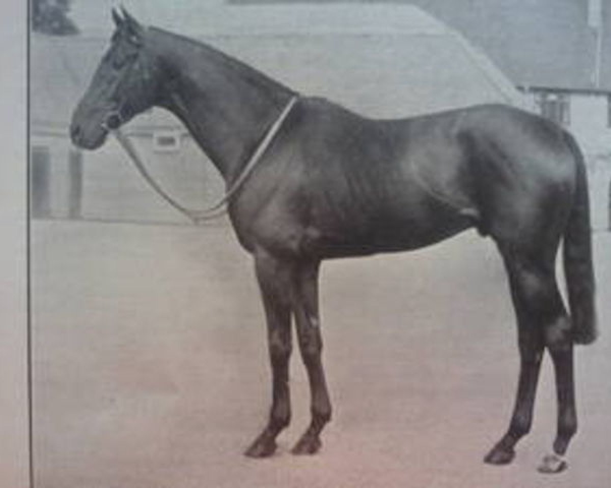 stallion Arctic Explorer xx (Thoroughbred, 1954, from Arctic Prince xx)