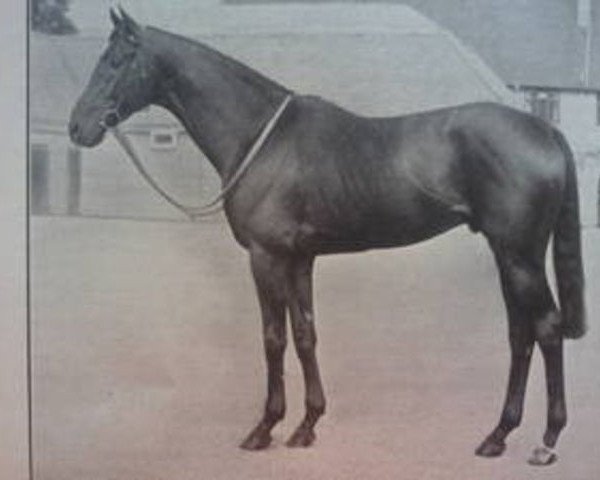 stallion Arctic Explorer xx (Thoroughbred, 1954, from Arctic Prince xx)