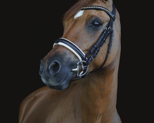 Zuchtstute Nelly 427 (Deutsches Reitpony, 2008, von FS Don't Worry) Zuchtstute Nelly 427 (Deutsches Reitpony, 2008, von FS Don't Worry)