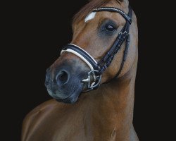 Zuchtstute Nelly 427 (Deutsches Reitpony, 2008, von FS Don't Worry)