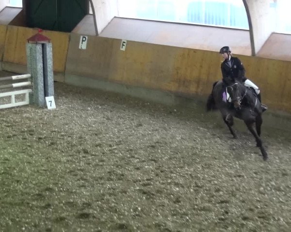 Reitturnier Ratingen-Volkardey 2016