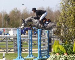 jumper Diarado's Diva (Holsteiner, 2012, from Diarado)