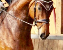 dressage horse Cadèle (Hanoverian, 2011, from Castino 4)