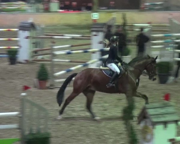 Reitturnier Ratingen-Volkardey 2016