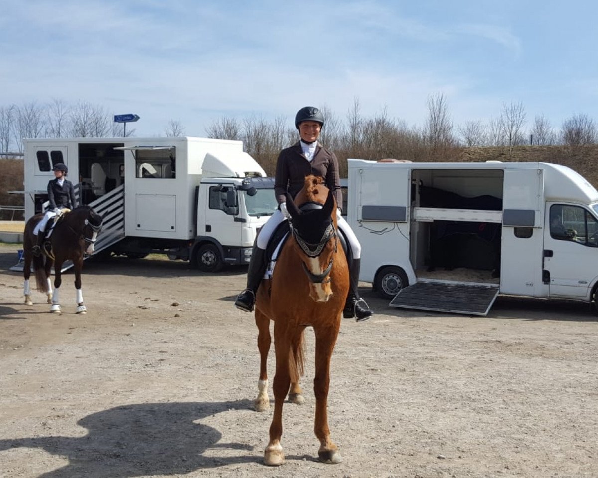 dressage horse Espri 28 (Württemberger, 2003, from Exodus)