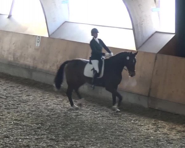 Reitturnier Ratingen-Volkardey 2016