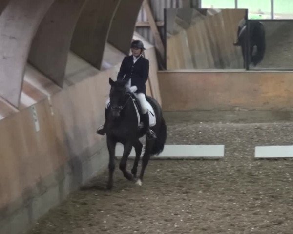 Reitturnier Ratingen-Volkardey 2016