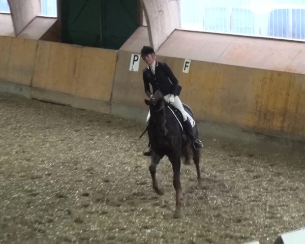 Reitturnier Ratingen-Volkardey 2016