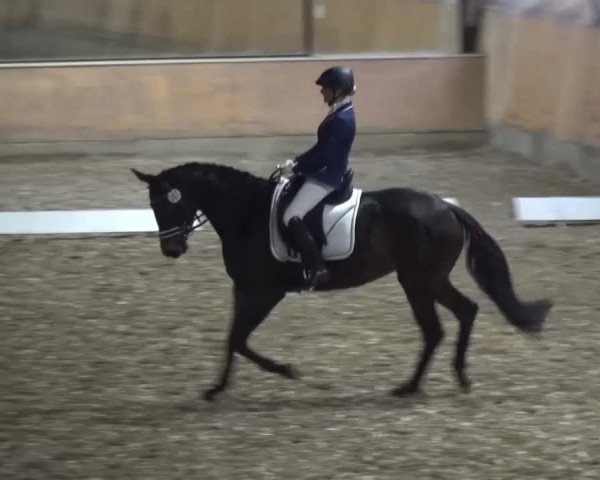 Reitturnier Ratingen-Volkardey 2016