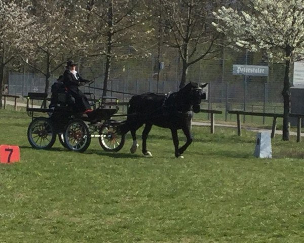 horse Enzo (Sachs-door. Heavy Warmbl., 2006, from Excellent)