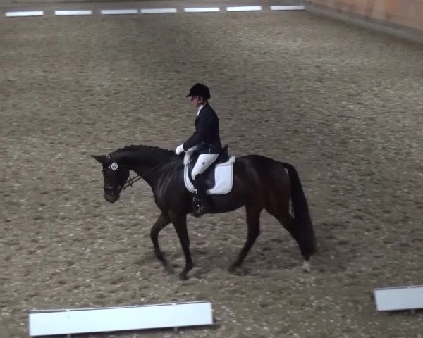 Reitturnier Ratingen-Volkardey 2016