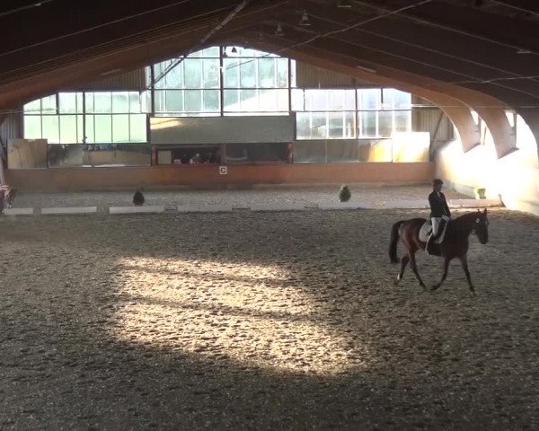Reitturnier Ratingen-Volkardey 2016