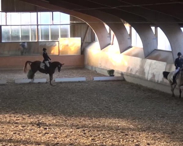 Reitturnier Ratingen-Volkardey 2016