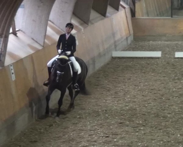 Reitturnier Ratingen-Volkardey 2016