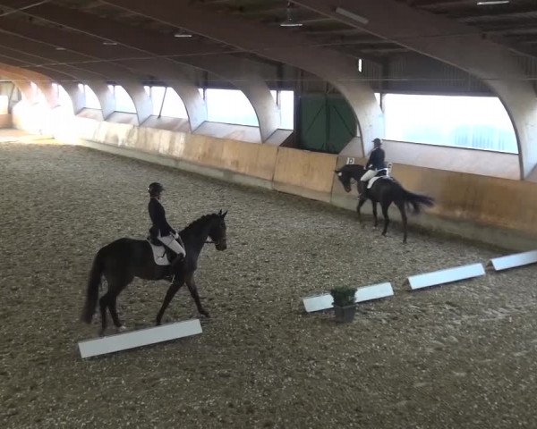 Reitturnier Ratingen-Volkardey 2016