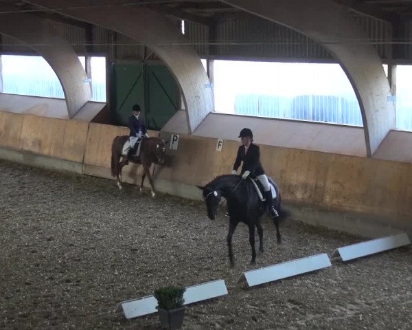 Reitturnier Ratingen-Volkardey 2016