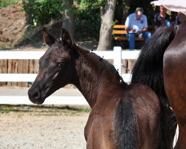 broodmare St. Finest x Casaretto (Mecklenburg, 2021, from Finest)