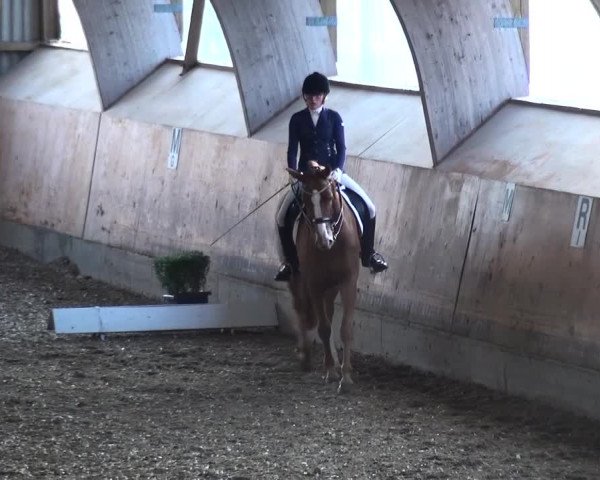 Reitturnier Ratingen-Volkardey 2016