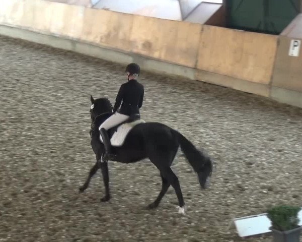 Reitturnier Ratingen-Volkardey 2016